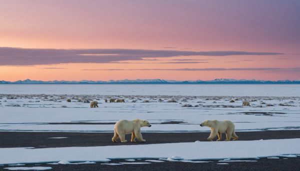 Impact rechauffement climatique especes animales